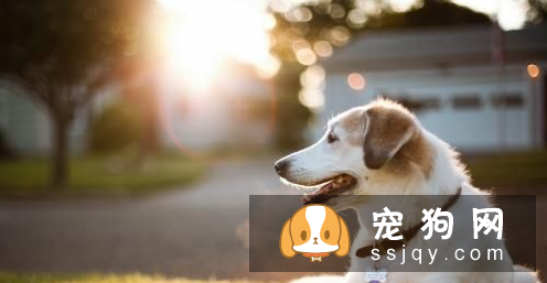 如何让狗不吃路边食物和给主人帮忙