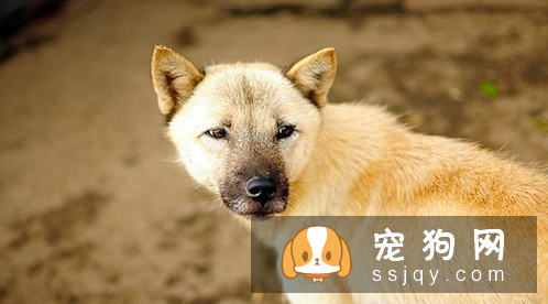 上班族怎么养好狗狗 上班族养狗知识汇总