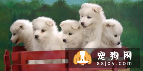 怎么才能让狗狗听话 对幼犬进行呼名训练教程