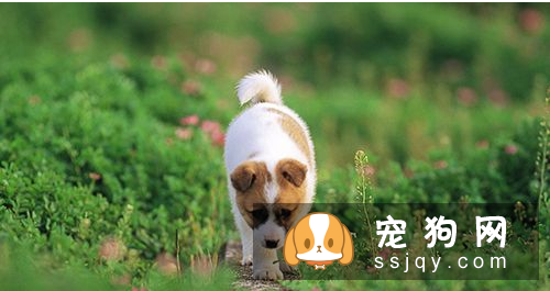 如何纠正小狗的坏习惯 纠正狗狗坏习惯训练方法