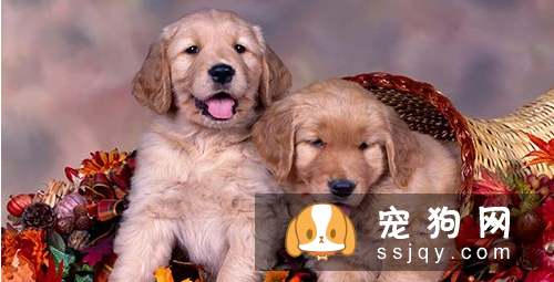 如何训练小狗排便 狗狗排便的训练技巧