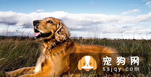 狗狗项圈胸背带牵引绳该如何选择 狗狗项圈的使用方法与选购原则