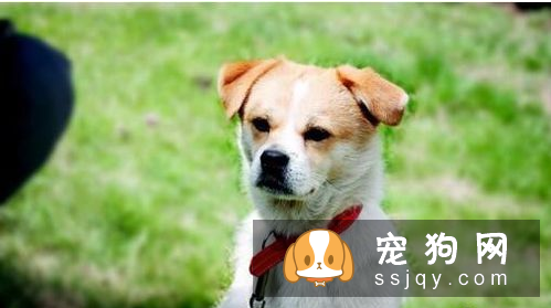 狗狗项圈胸背带牵引绳该如何选择 狗狗项圈的使用方法与选购原则