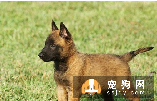 如何驯养小狗狗 调教狗的手段与原则