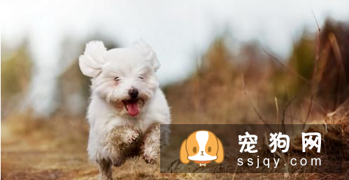 如何训练小狗排便 狗狗排便的训练技巧