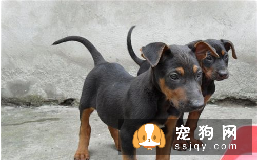 如何驯养小狗狗 调教狗的手段与原则