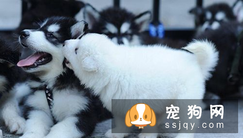 怎么才能让狗狗听话 对幼犬进行呼名训练教程