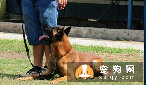 如何驯养小狗狗 调教狗的手段与原则