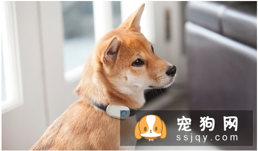 狗狗项圈胸背带牵引绳该如何选择 狗狗项圈的使用方法与选购原则