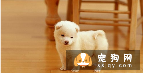 上班族怎么养好狗狗 上班族养狗知识汇总