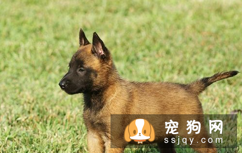 怎么才能让狗狗听话 对幼犬进行呼名训练教程