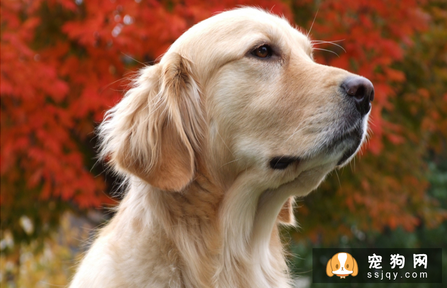 狗狗不同季节如何正确管理 狗一年四季管理汇总方法