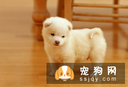 关于狗狗十条冷知识