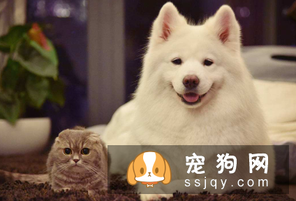 关于狗狗十条冷知识