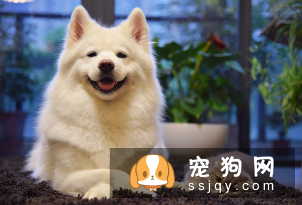 关于狗狗十条冷知识