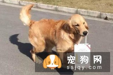 狗狗的这些“行为,知道有什么含义吗?