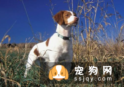关于狗狗这6点常识,不知道真的白养了!