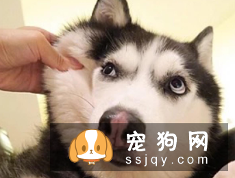 狗子健不健康,看有没有这特征就知道了!