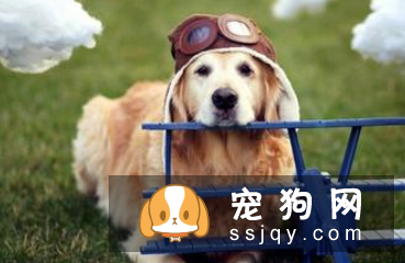 如何让狗狗乖乖吃药
