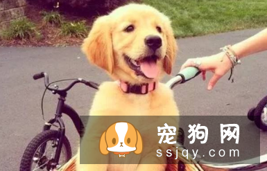 六招给你一个安静的狗狗