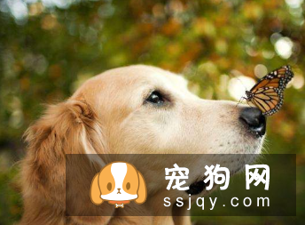 狗狗肥胖原因