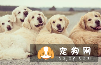 六招给你一个安静的狗狗