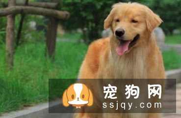 如何让狗狗乖乖吃药