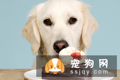 狗狗训练最时期什么时候