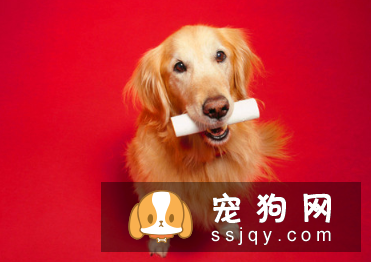 训狗叼东西难吗