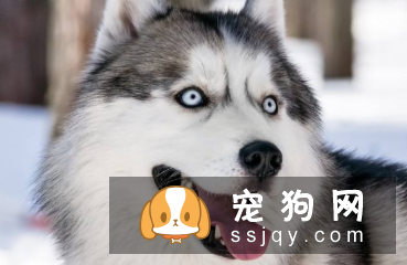 如何让狗狗乖乖吃药
