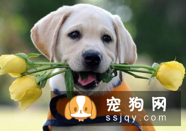 训狗叼东西难吗