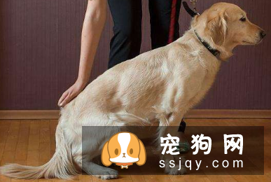 狗狗训练最时期什么时候