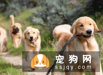 狗狗肥胖原因