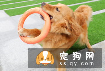 训练狗狗要准备要什么