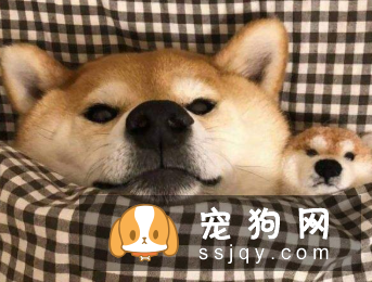 狗子健不健康,看有没有这特征就知道了!