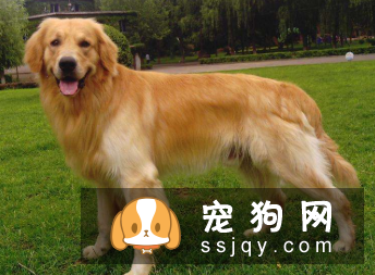 狗狗肥胖原因