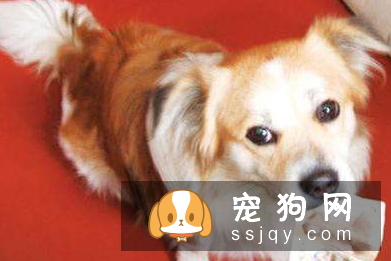 狗狗的这些“行为,知道有什么含义吗?