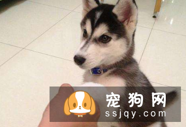 训练狗狗要准备要什么