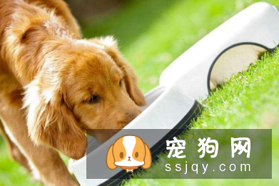 狗狗的这些“行为,知道有什么含义吗?