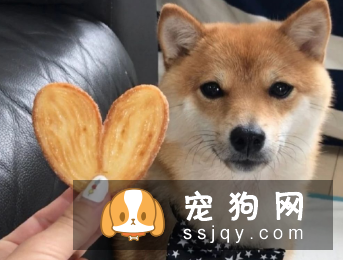 狗子健不健康,看有没有这特征就知道了!